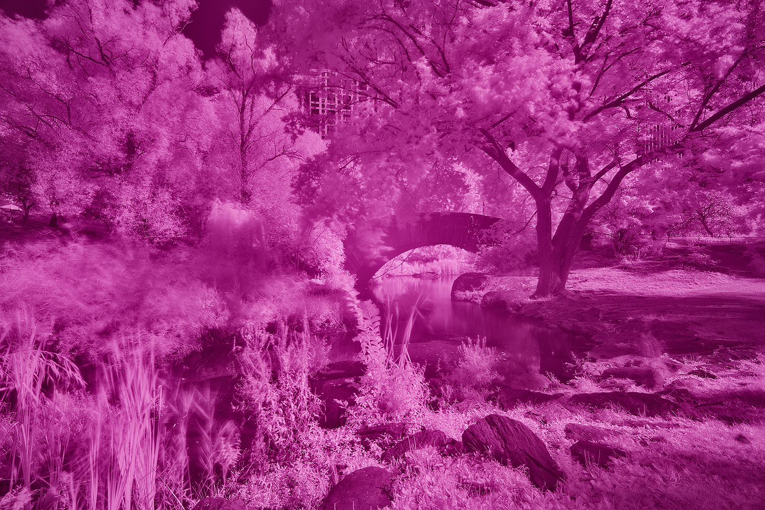 Central_Park_Infrared